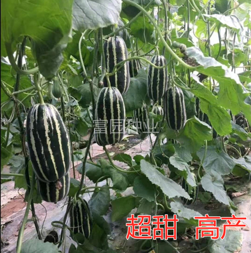 博美洋甜瓜种子 冰糖籽甜瓜博美洋9号香瓜种子酥脆口感抗病
