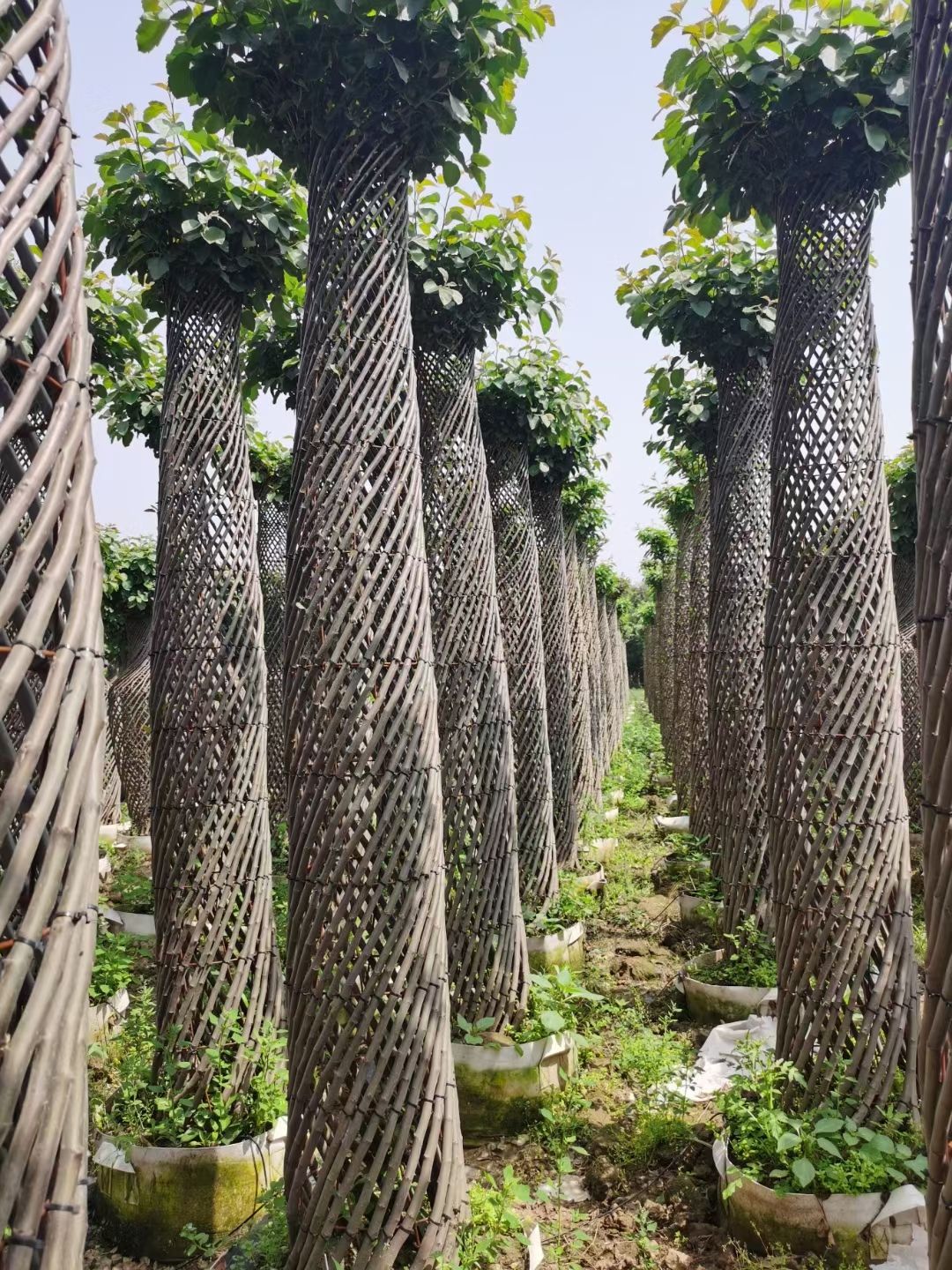 红梅花柱 2米到2.6米