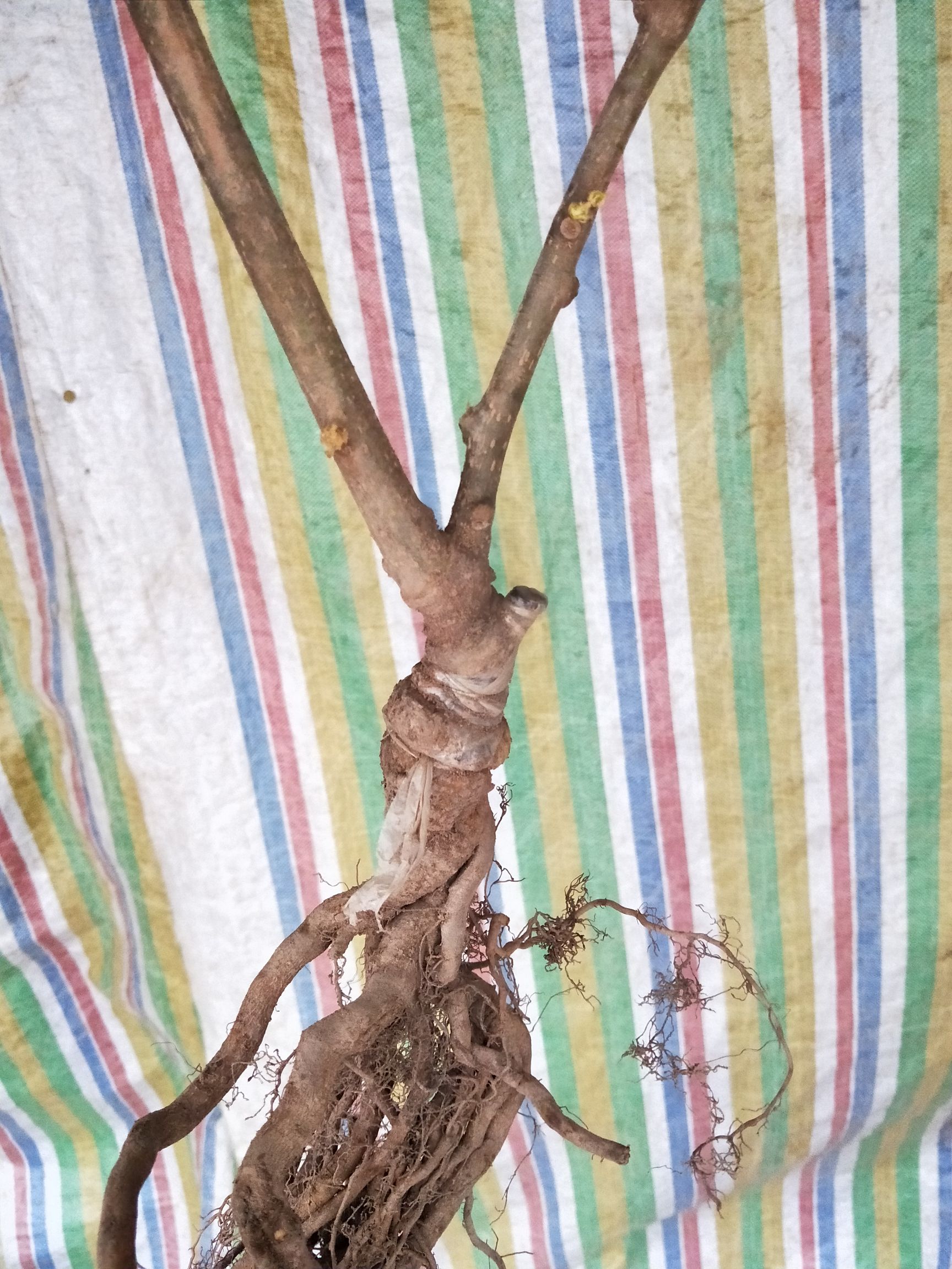苍溪红心猕猴桃苗  四川红阳红心猕猴桃嫁接苗鲜货0.8公分以上大苗