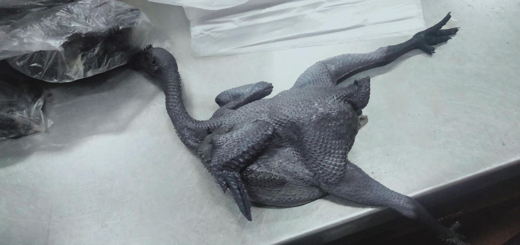 五黑鸡  乌黑鸡，黑鸡 乌鸡 小脚土鸡 本地土鸡  小母鸡 下蛋老母