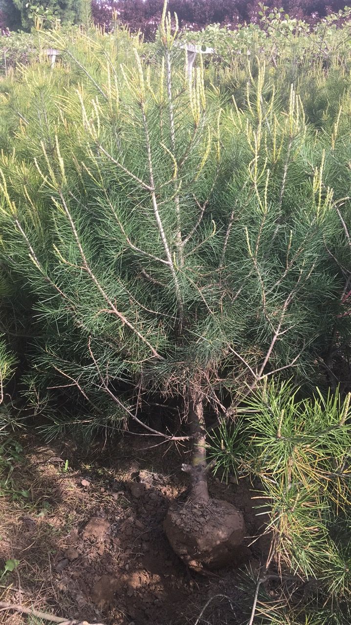 松树 白皮松 规格1米起步大田土球苗   自家定制或荒山造林