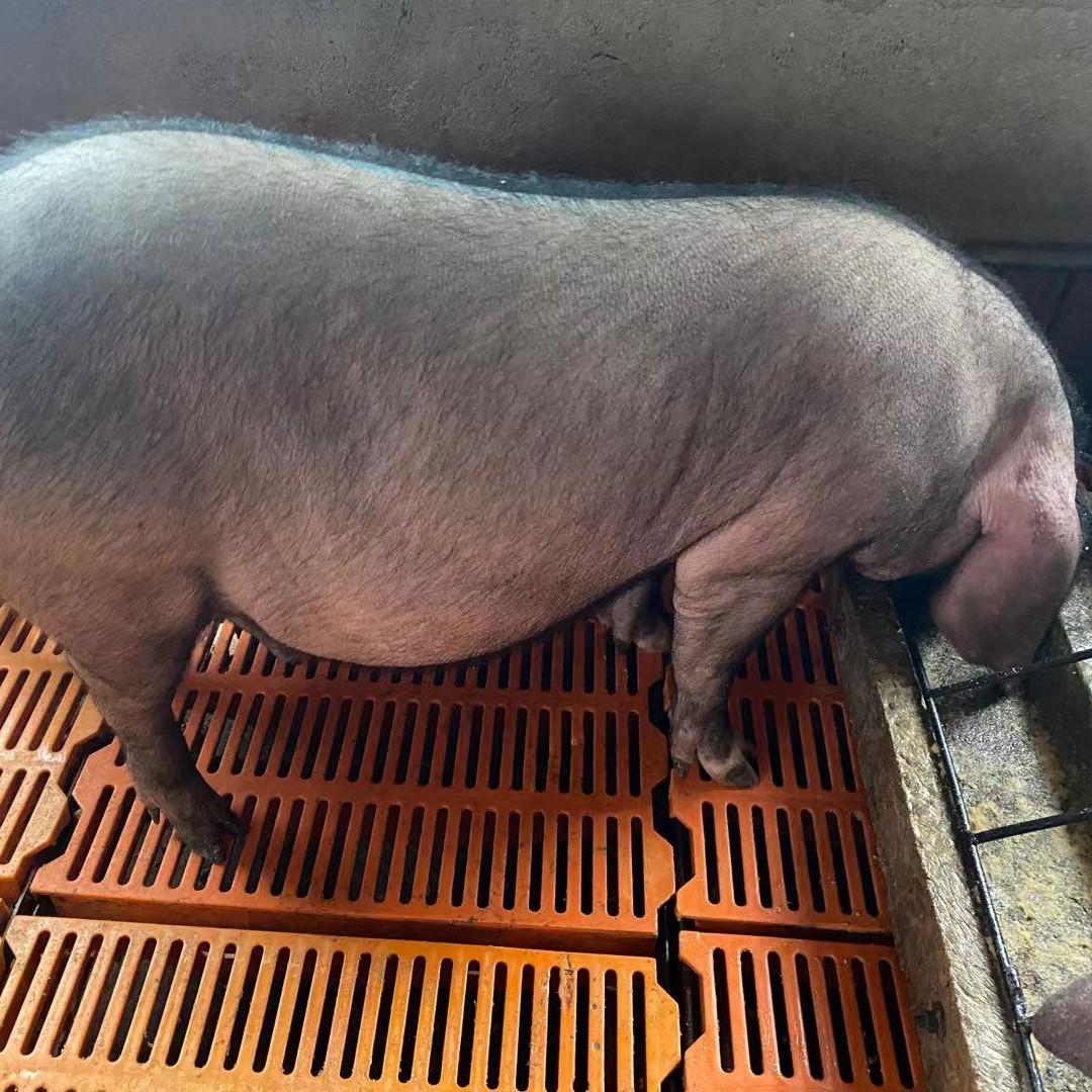 [太湖猪批发]太湖猪 原种太湖高大肚母猪,扎头20-22个价格980元/头