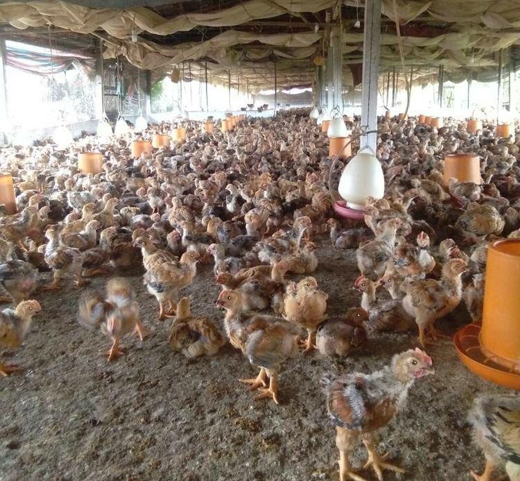 K9鸡苗 K9脱温鸡苗全国包送
