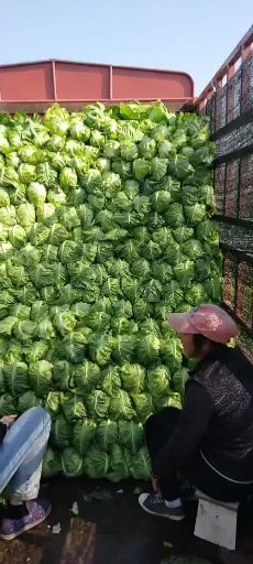 嘉鱼县牛心甘蓝 湖北省咸宁市嘉鱼县 1.0~1.5斤