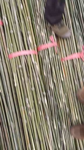 竹竿  2.2米菜架竹，质量优价格实惠