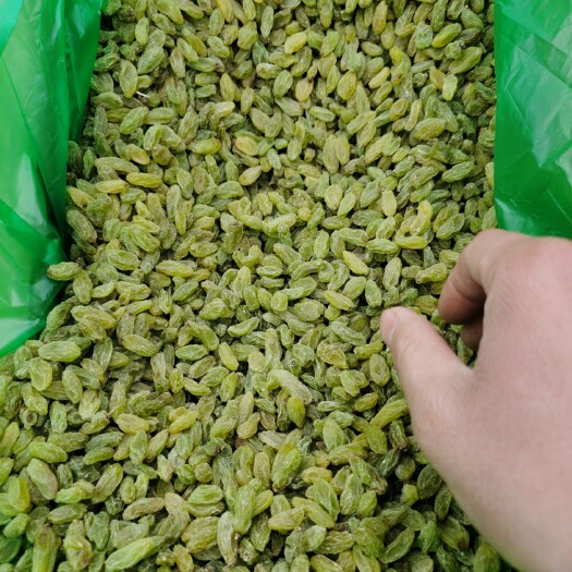 郑州绿葡萄干  纯绿颜色，干度好，饱满，颜色统一，亮度好