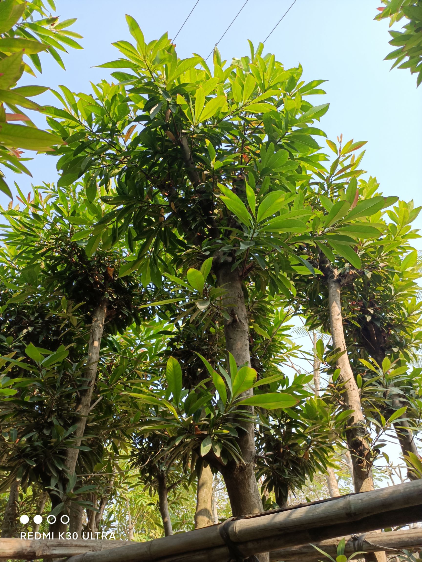 金蒲桃 普宁市供应5-8分黄金熊猫