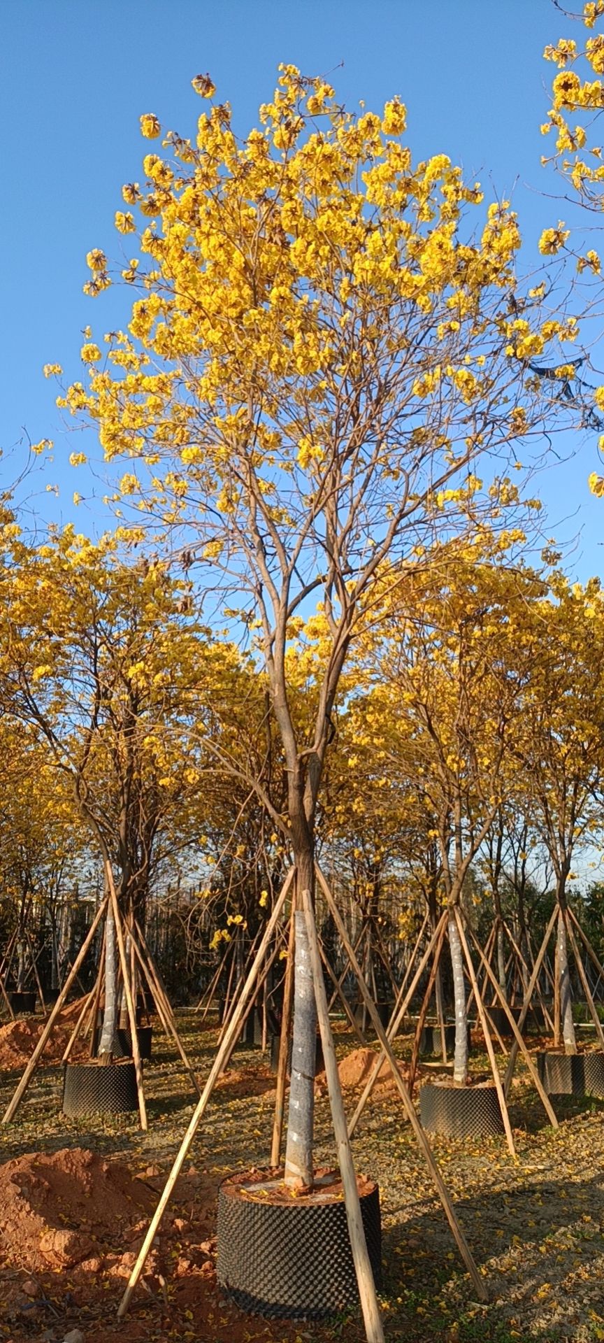 普宁市供应多花黄花风铃木全冠14-15分