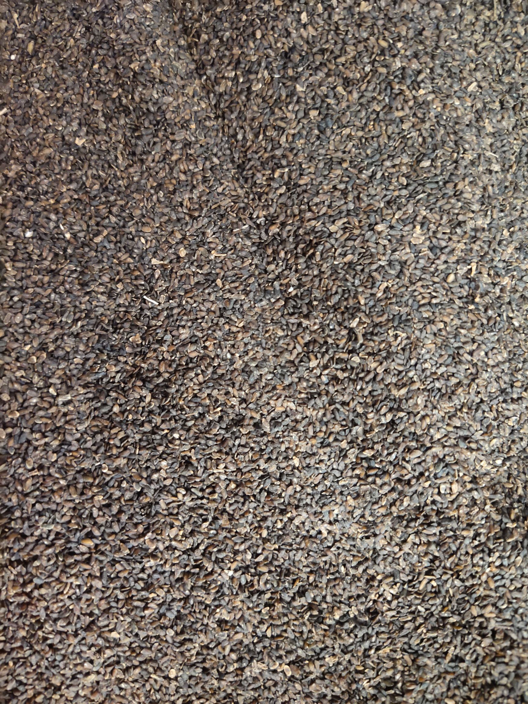 车前子  车前草籽  中药材车前子   车前籽 一公斤起发货