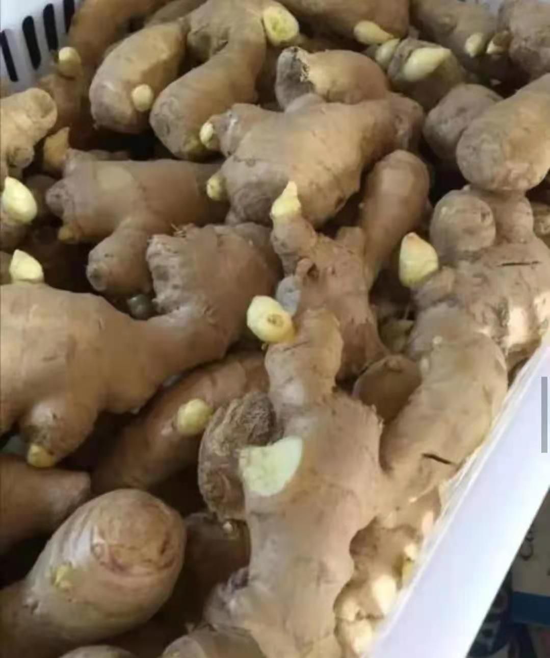 山东大黄姜【368脱毒姜种】品种齐全 产地直供 专业技术指导