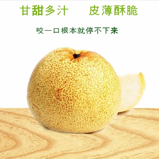 砀山县正宗砀山酥梨，百年老梨树