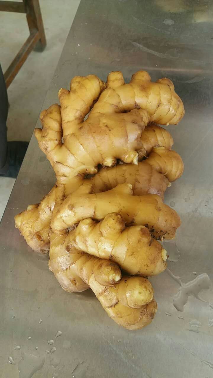 莒县精品小黄姜产地批发，一手货源，保质保量