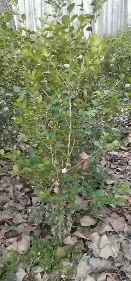 沭阳县瓜子黄杨木 工程绿化，色块，瓜子黄杨，冬青，卫矛