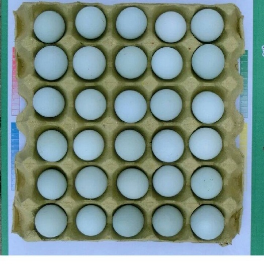 邳州市480枚大量批发绿壳鸡蛋绿壳乌鸡蛋土鸡蛋绿壳草鸡蛋 鸡场直供