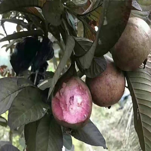 灵山县番石榴苗  红叶番石榴果苗紫芭乐紫肉番石榴苗四季梨果苗南北方盆栽地栽