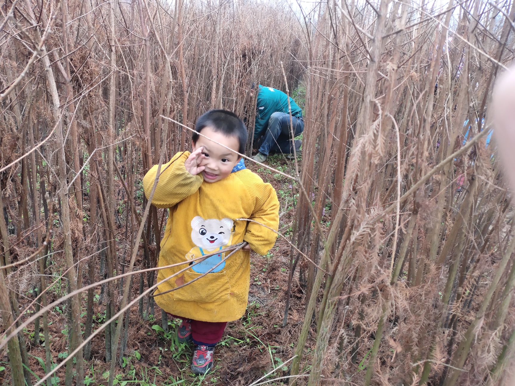 落叶杉  池杉苗