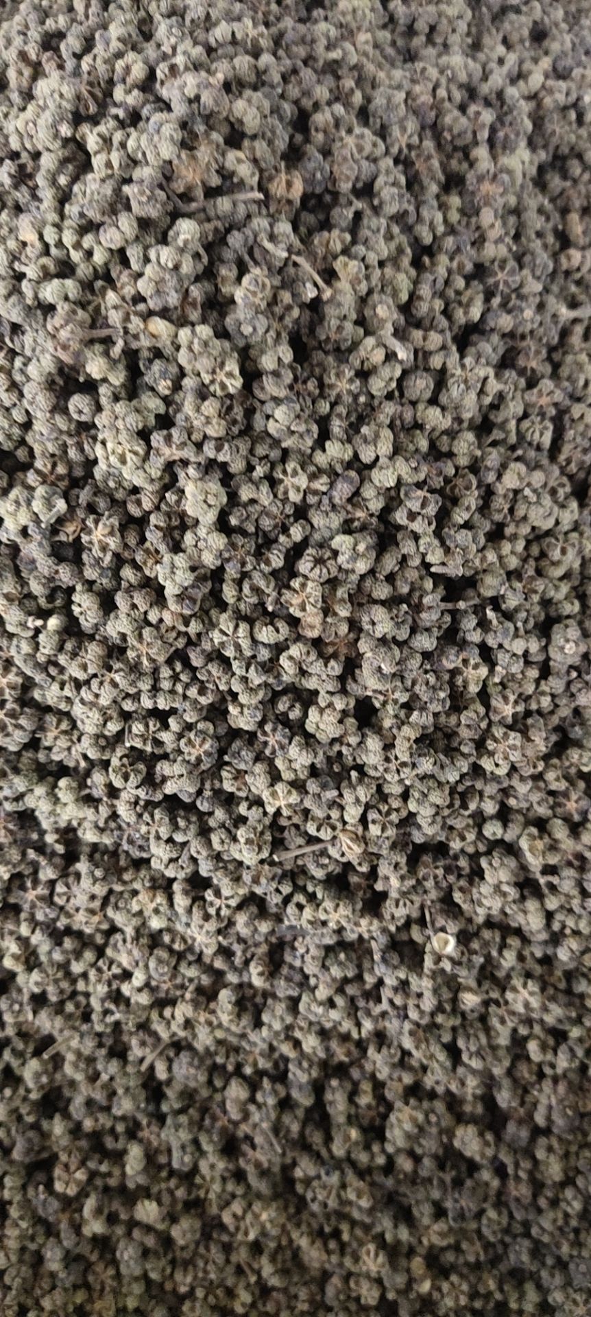 吴茱萸 茶辣 漆辣子 吴茱芋 米辣子 臭辣子大中小花都有