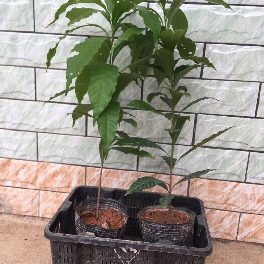 灵山县 黄晶果苗冬蜜久蜜嫁接苗黄金果加蜜蛋黄果四季挂果盆栽美容地栽