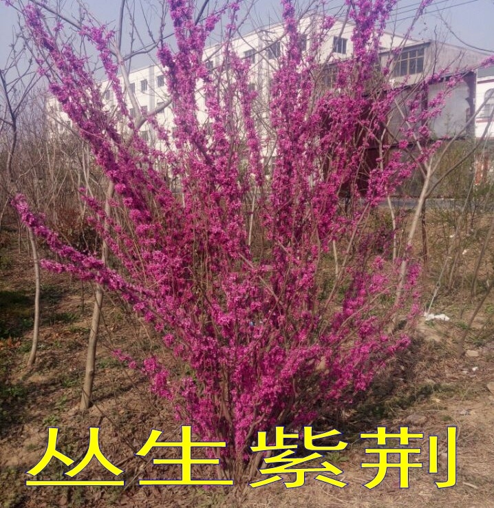 红花紫荆  紫荆树