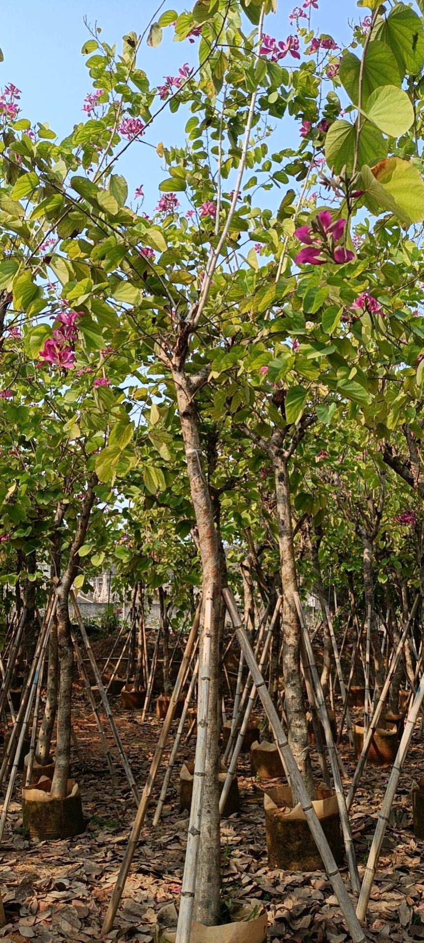 普宁市供应5-15分红花紫荆