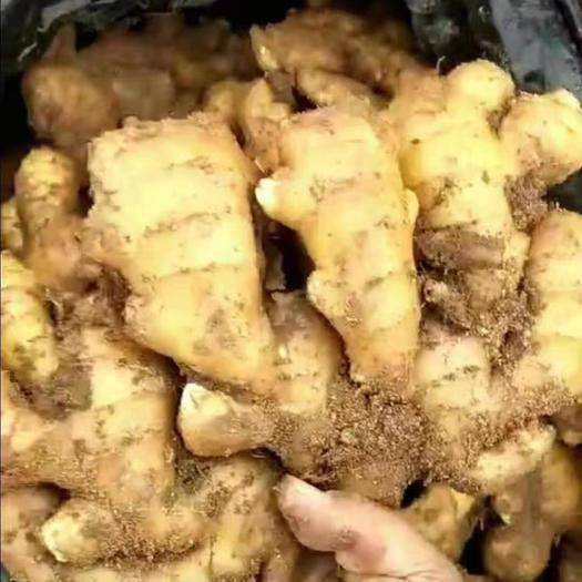 安徽【大黄姜】产地批发，一手货源，保质保量，坏烂包赔