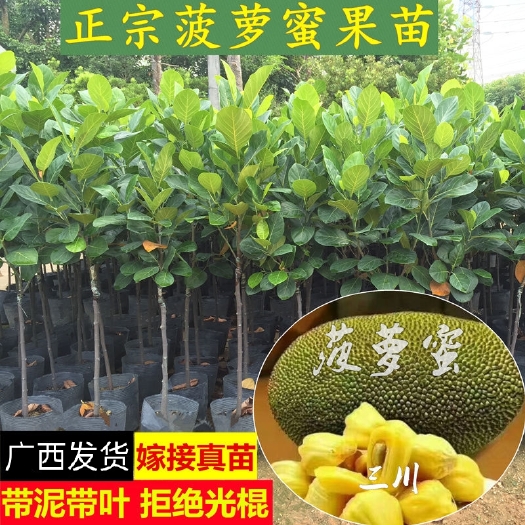 灵山县常有菠萝蜜苗  有少量本地菠萝蜜苗