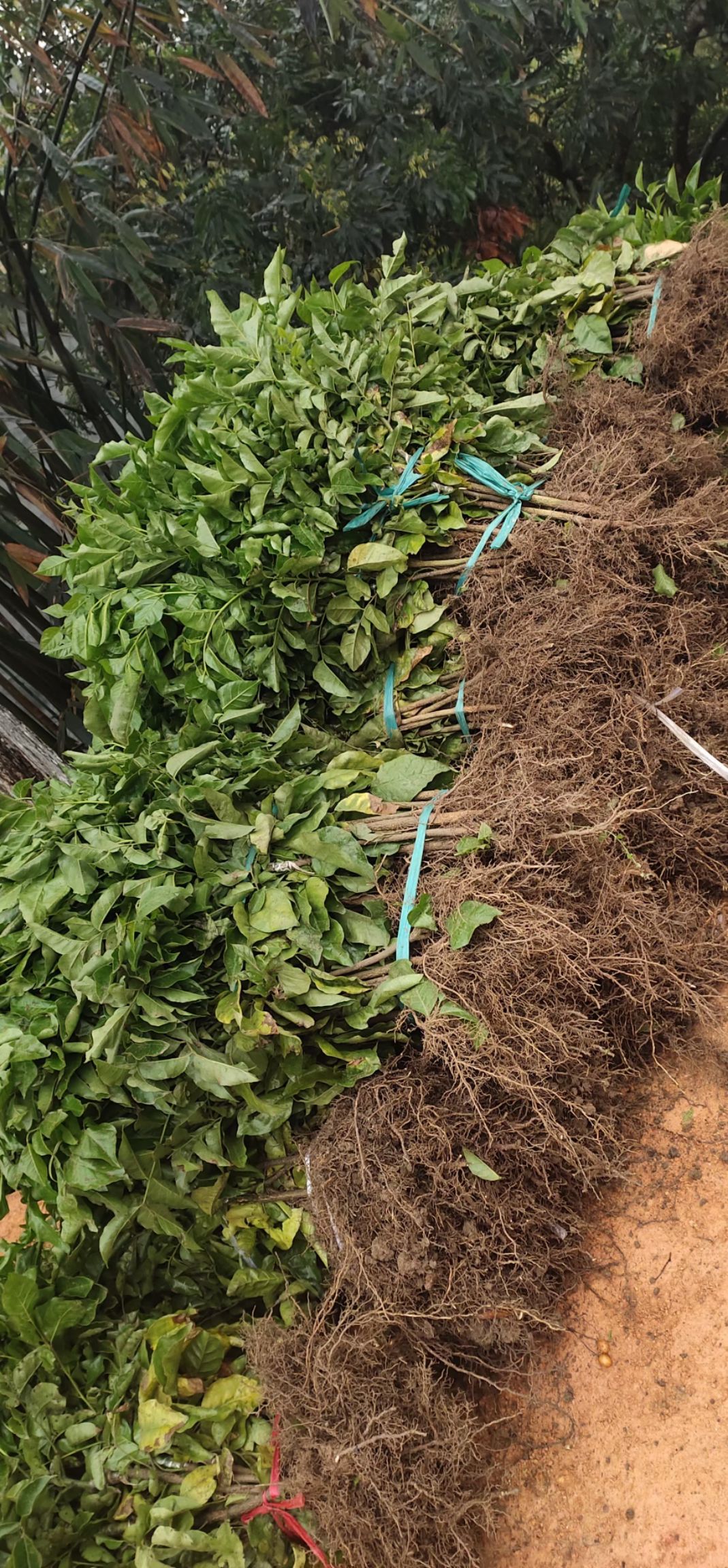 黑黄皮果苗 紫肉黄皮果苗新品种紫色黄皮苗嫁接苗盆栽地栽黄皮果树苗南方种植