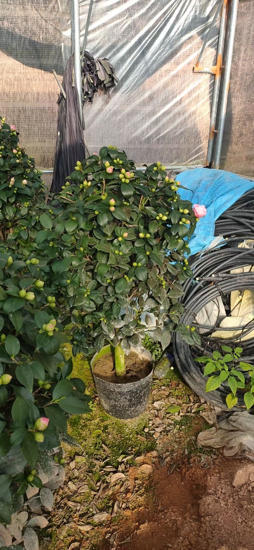 烈香  香妃茶花 各种规格基地大量现货 一手货源价格 常年货源充足