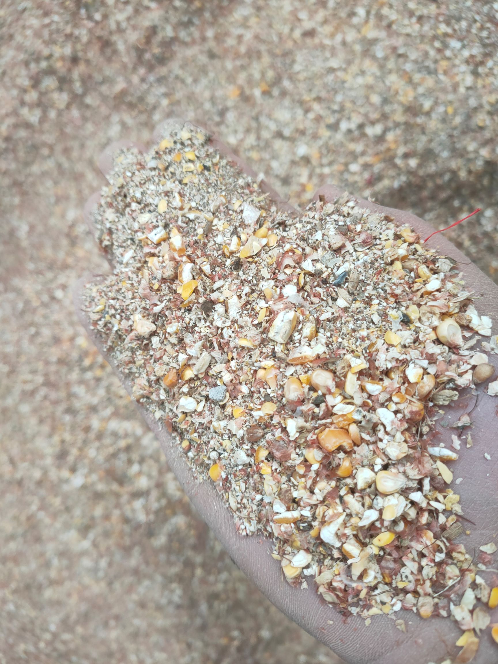 碎玉米 小麦漏