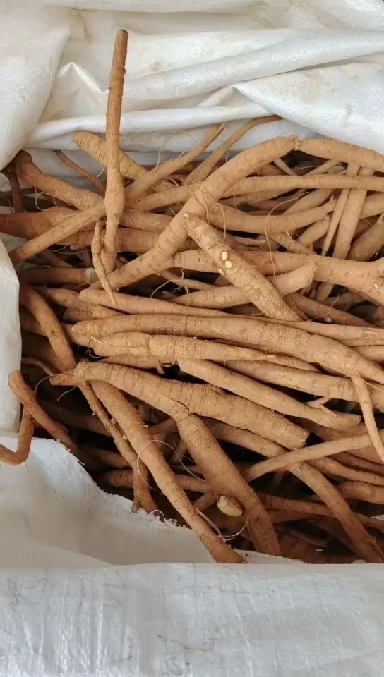 牛大力  ，500亩产地大量有货供应，一手货源，。