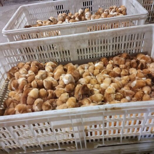 广汉市快大黄鸡苗  优质九斤黄鸡