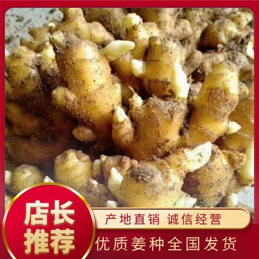 莒县姜种：山东优质368大黄姜种.小黄姜姜种，二黄姜姜种货源充