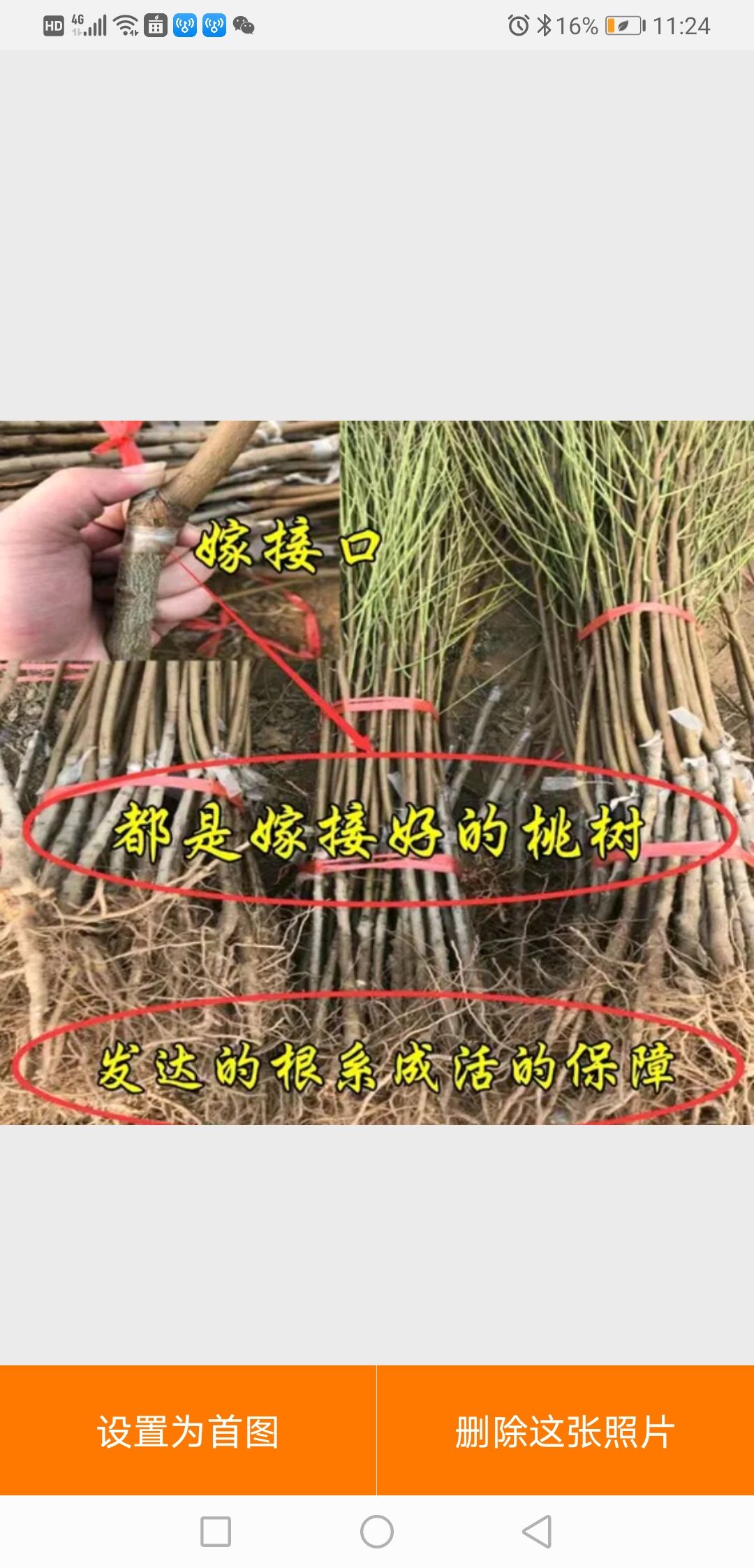  冬季大桃 冬桃苗 果大 甜度高 活基地直邮
