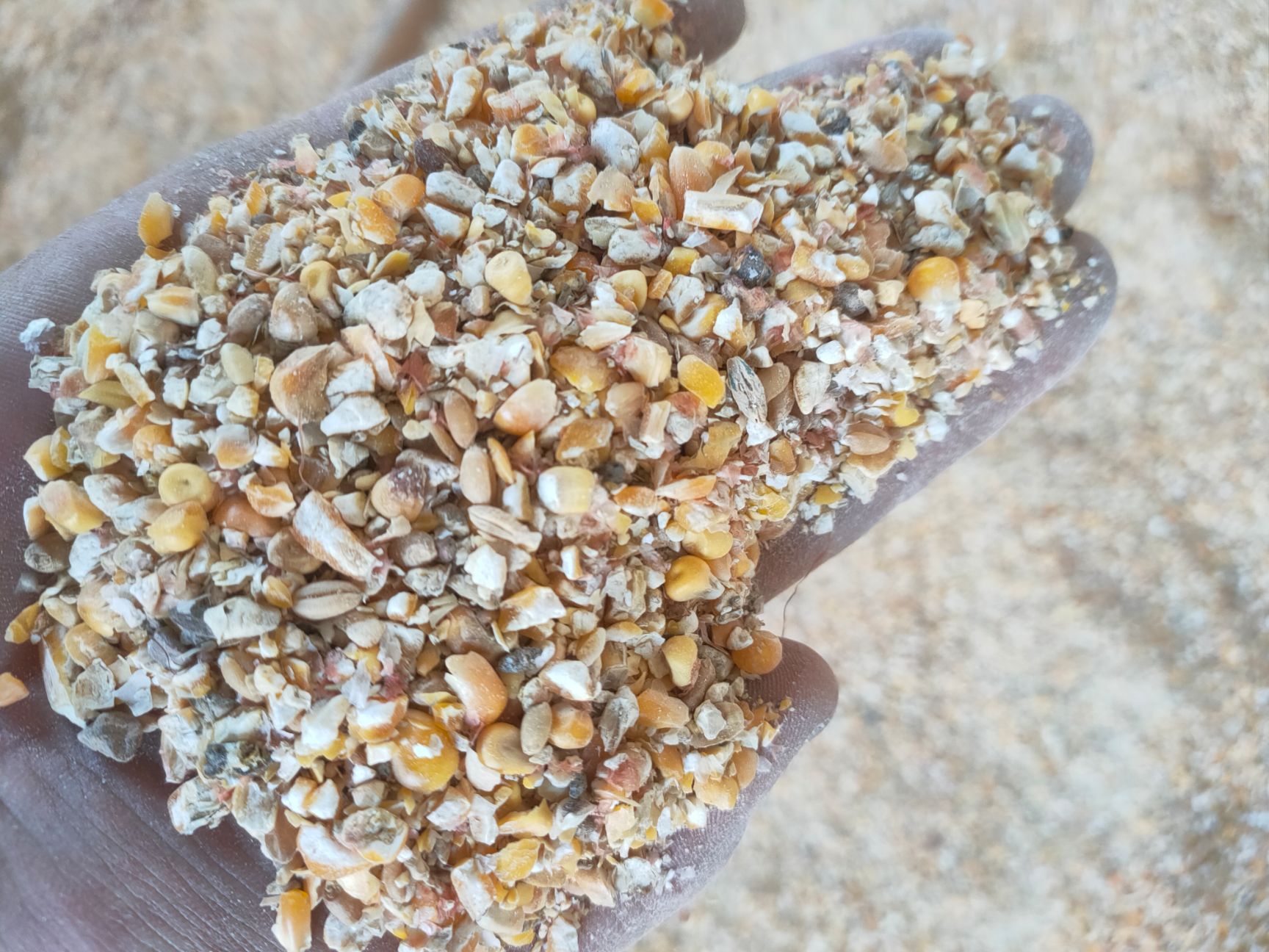 碎玉米 小麦漏