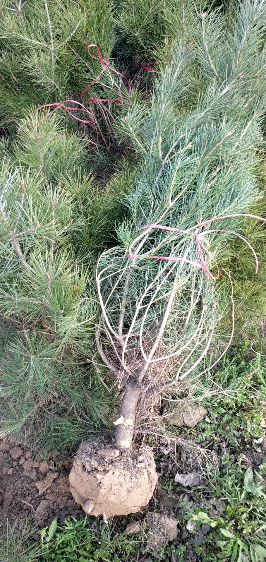 松树 白皮松 规格1米起步大田土球苗   自家定制或荒山造林