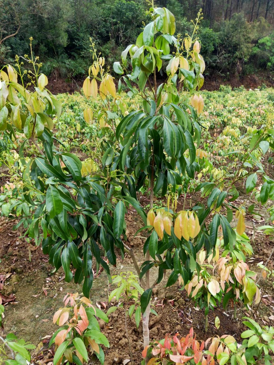 仙进奉荔枝苗 广西嫁接荔枝苗 仙进奉荔枝果树苗 带土带叶可盆
