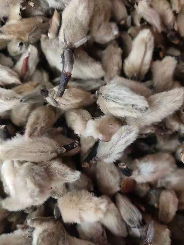 辛夷花   辛夷桃   天然干货辛夷花   一公斤起发货