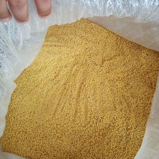 临漳县黄小米  农家小米