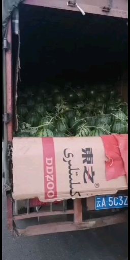 安顺麒麟西瓜 贵州露天麒麟瓜