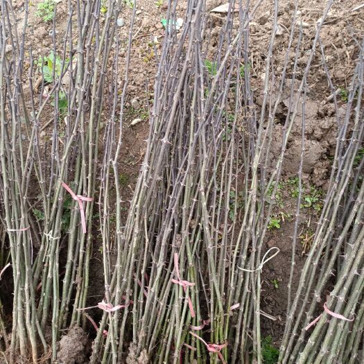 宜城市九叶青花椒苗 花椒树苗大量供应