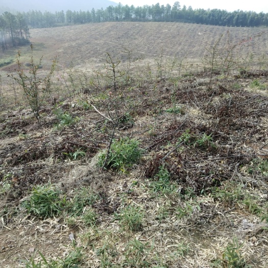 宣城农场 宣城500亩山场土地出租