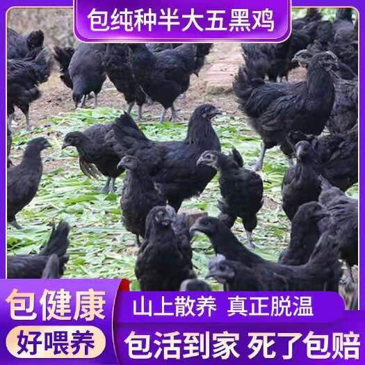 南宁五黑鸡苗 包疫苗 大量有货 基地直供精品苗