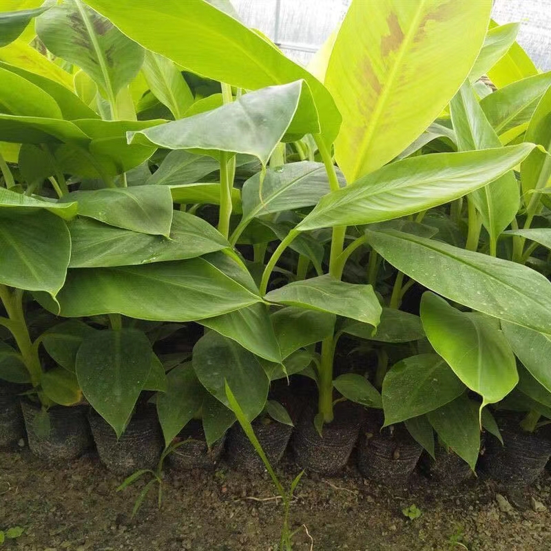 威廉斯香蕉苗 带土包邮果树苗 威廉斯B6香蕉苗粉蕉苗 红香蕉 西贡蕉皇帝蕉