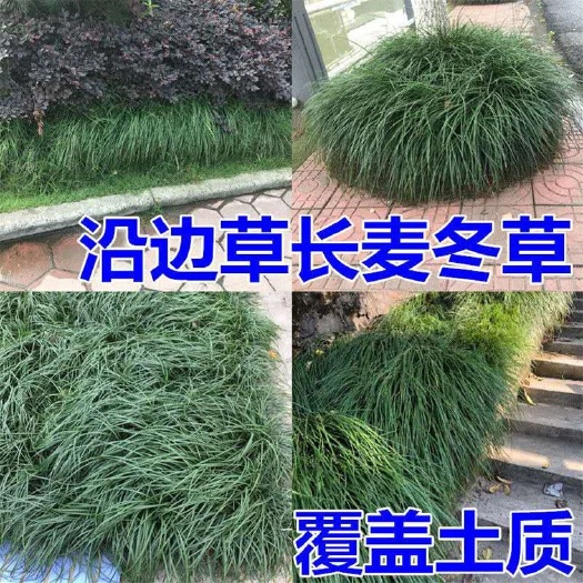 曹县细叶长麦冬草玉龙草庭院绿化四季常青小叶长麦冬草基地直供