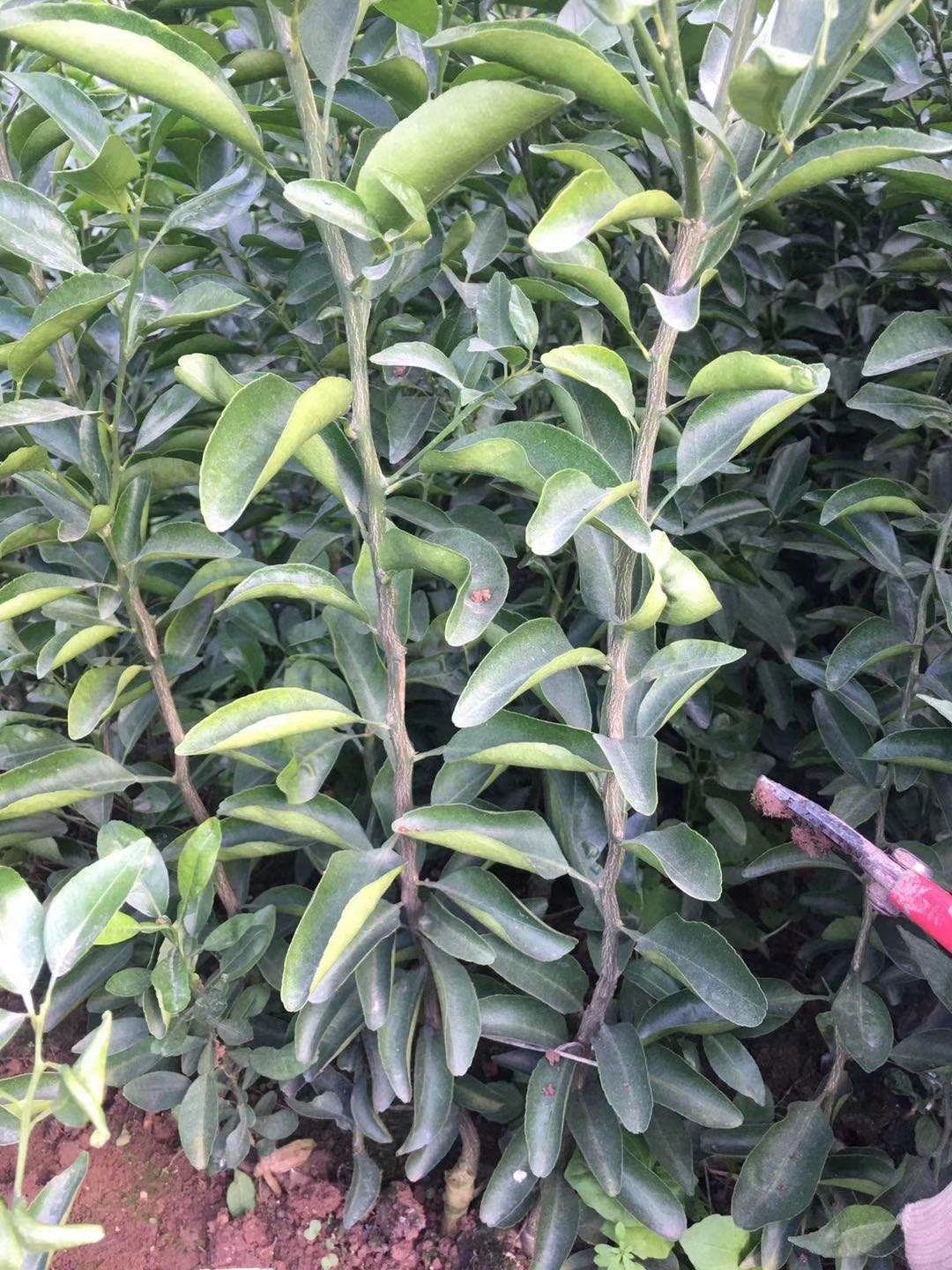 耙耙柑桔苗  春见苗 耙耙柑苗另有假植大苗 基地直销现挖现发