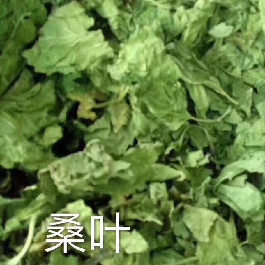 桑叶  中药材批发霜后桑叶茶  桑树叶 桑葚霜桑叶桑叶干