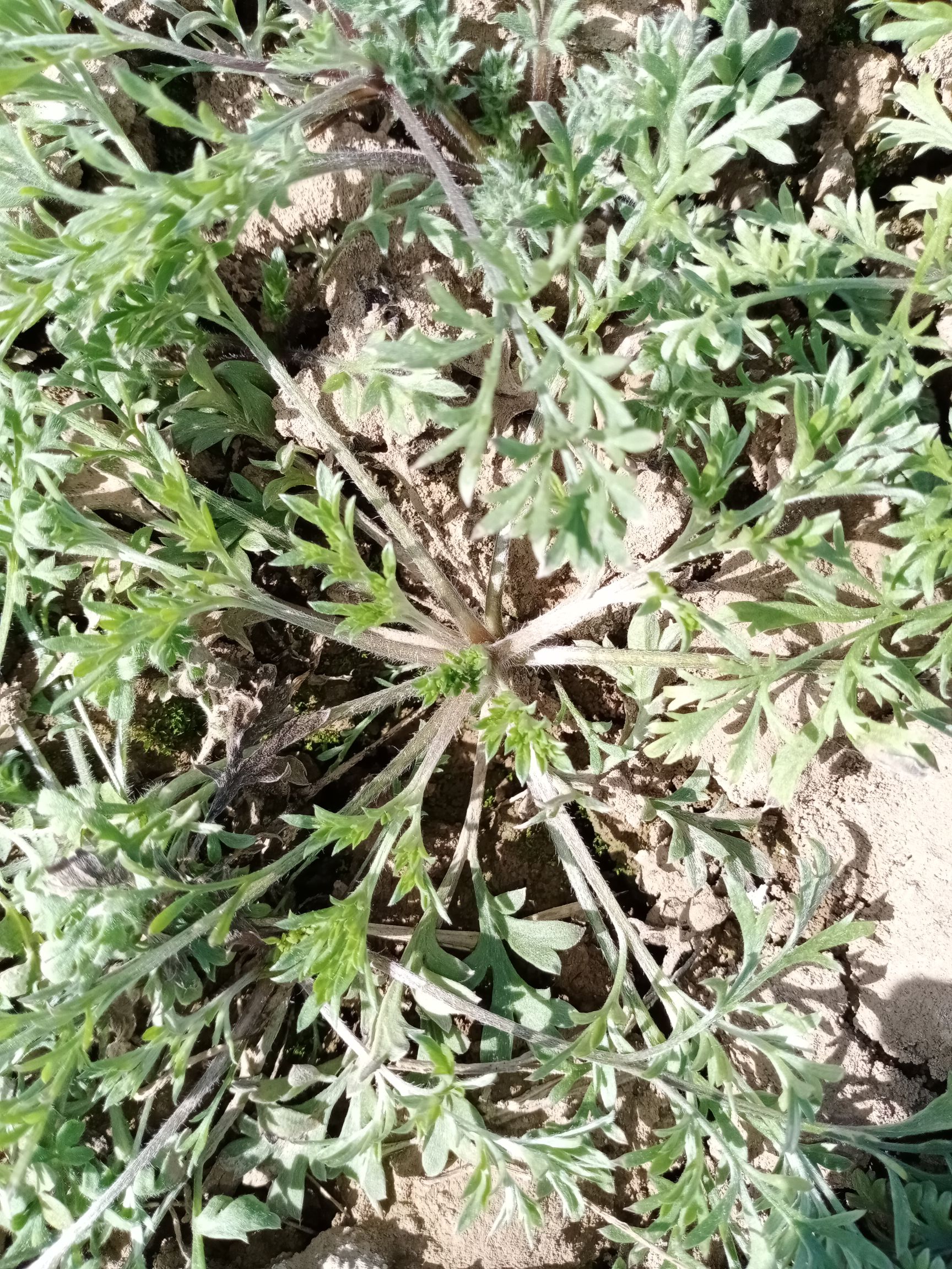 白蒿种子  茵陈种子(白蒿)