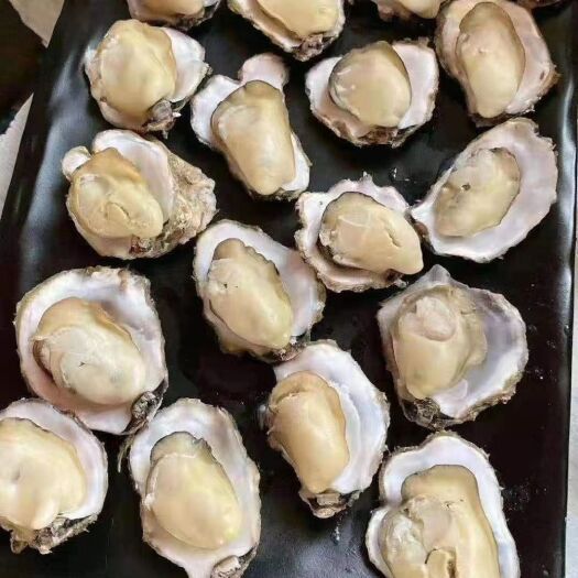 乳山市三倍体生蚝  乳山净化蚝三倍体，育肥薄壳，大量批发！量大从优