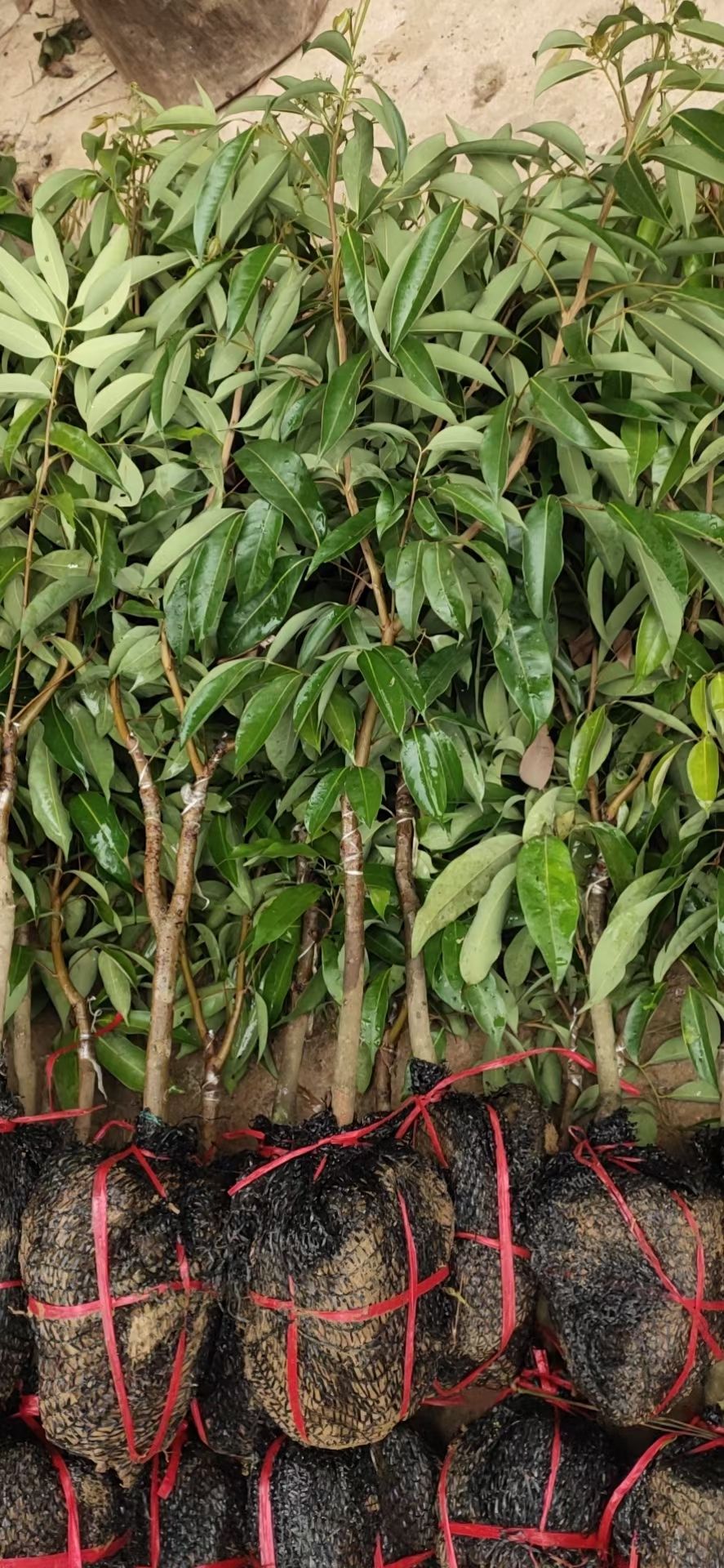 仙进奉荔枝苗 广西嫁接荔枝苗 仙进奉荔枝果树苗 带土带叶可盆