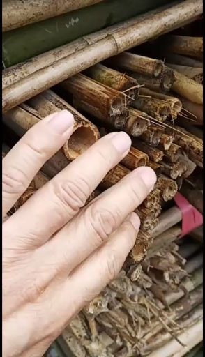 2.3米菜架竹，每件100根，尾径0.8cm左右，